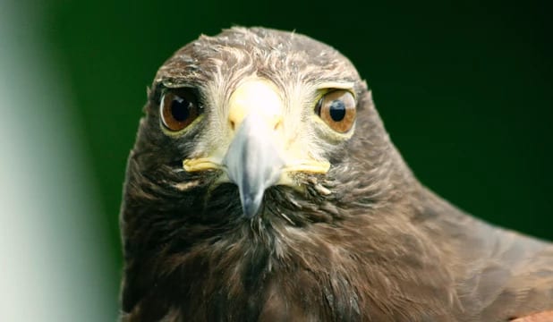 An up close photograph of an eagles face.