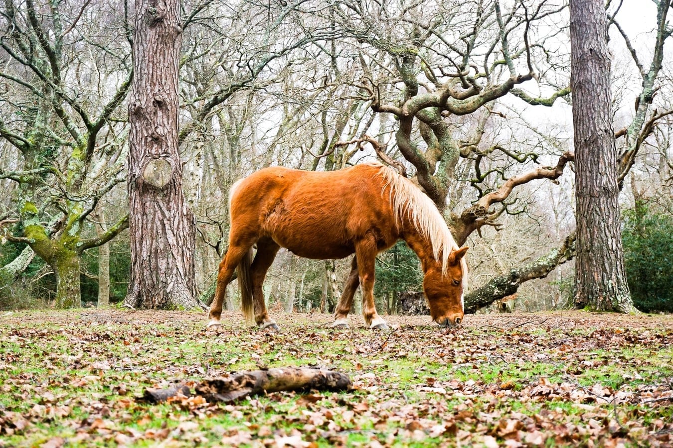 If you hire one of our campervans in The New Forest, you can see all of the amazing wildlife.
