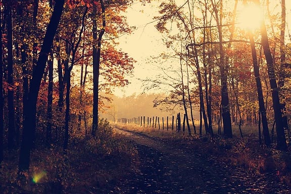 An autumn road landscape photograph.