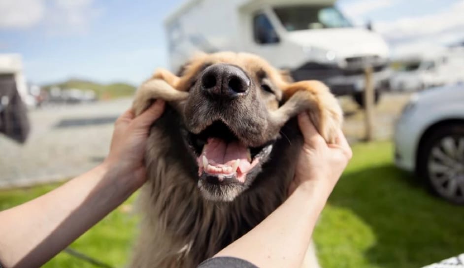 A man pulling the face of a dog so it looks like it is smiling.